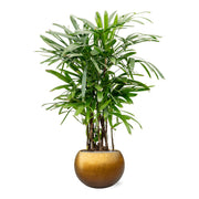 Karakteres levéldísznövény gömb formájú, arany színű BAQ kaspóban.