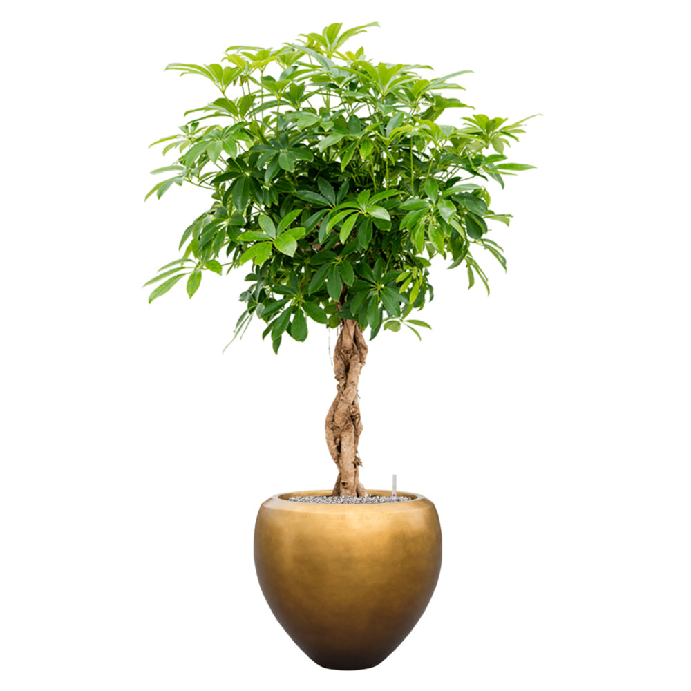 Schefflera szobanövény fonott törzzsel, matt mézszínű BAQ METALLIC kompozit óriás kaspóba ültetve, fehér háttér előtt fotózva.