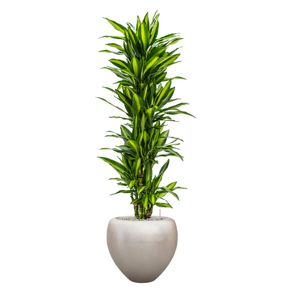 BAQ világos pezsgőszínű kompozit kaspó élénkzöld levelű Dracaena növénnyel, fehér háttér előtt, 50 x 45 cm-es méretben.