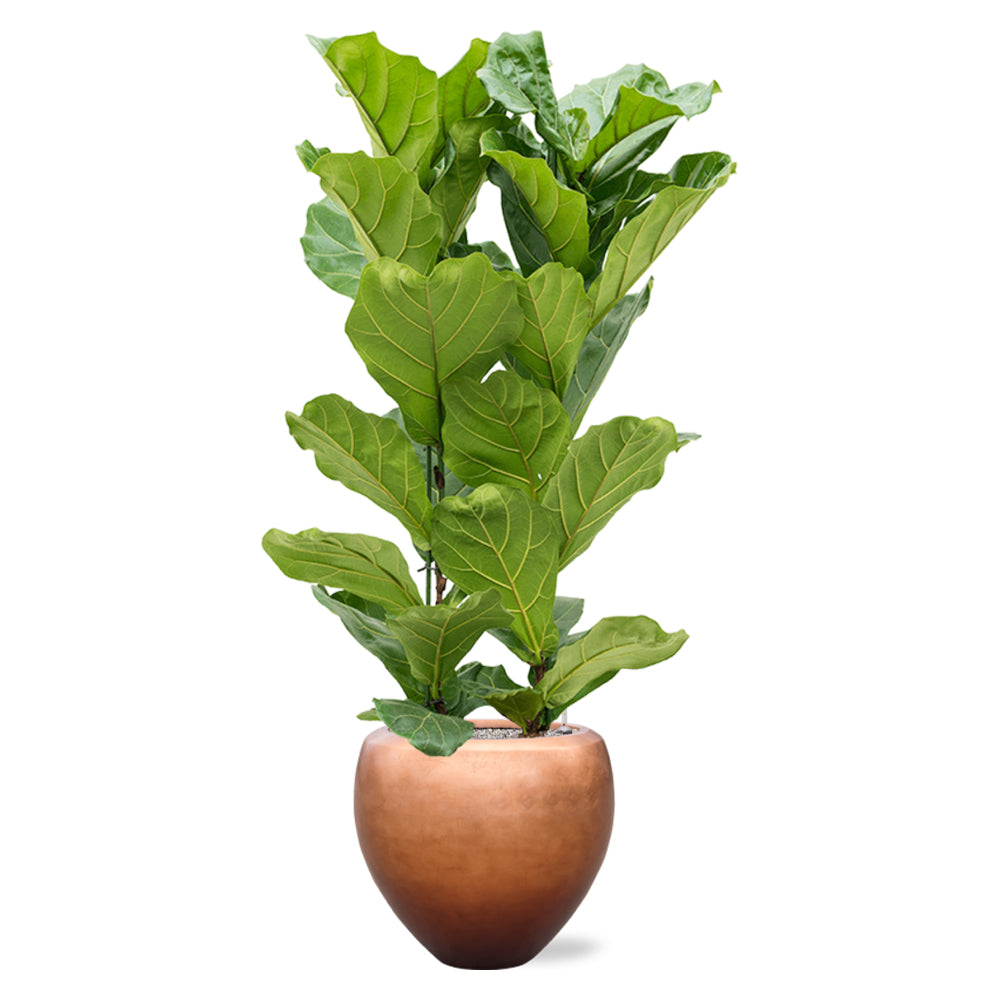BAQ METALLIC matt réz színű óriás kaspóban elhelyezett Ficus lyrata (lantlevelű fikusz) növény, fehér háttér előtt.