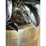 BAQ GLOSSY GOLD kaspó pereme közelről, növénnyel beültetve