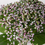 Lila színű bimbós mű hortenzia csokor.