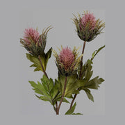 Fáradt pink színárnyalatú bogáncs művirág.