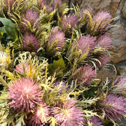 Fáradt pink színárnyalatú bogáncs művirág.