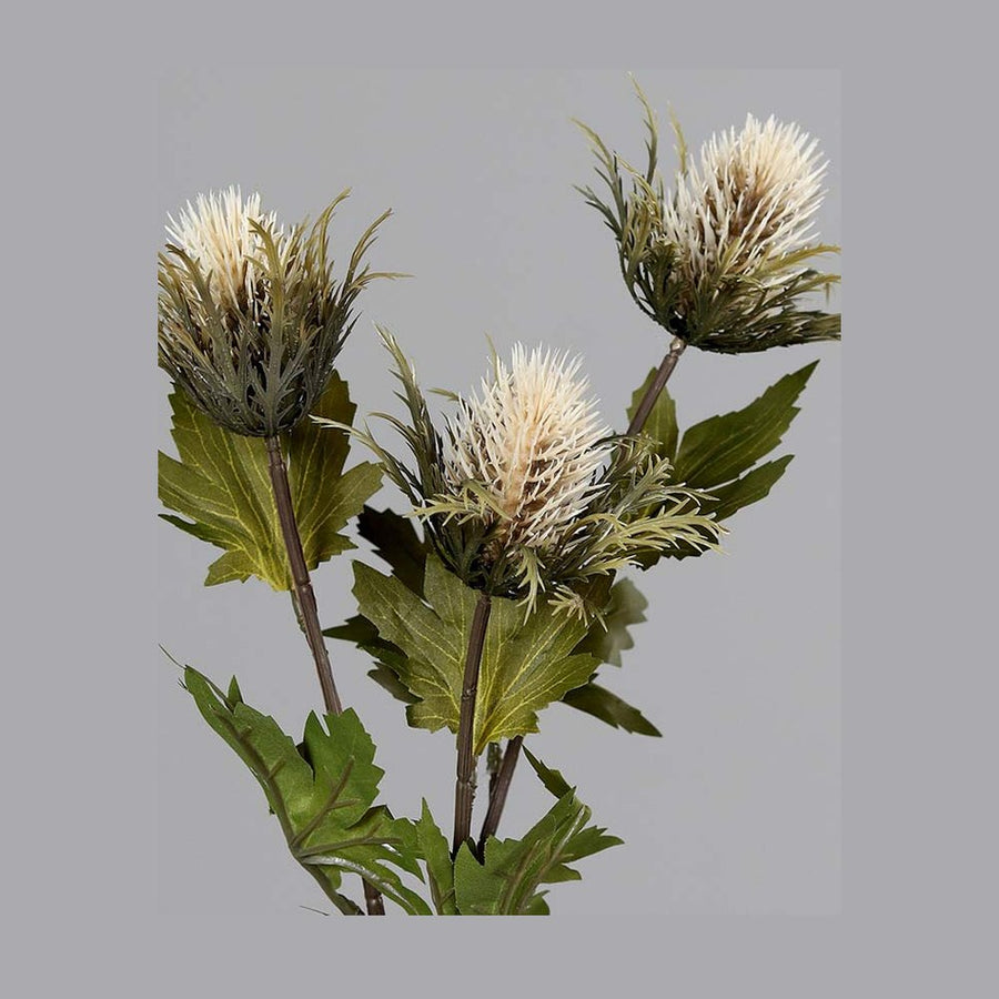 Krém színárnyalatú bogáncs művirág.