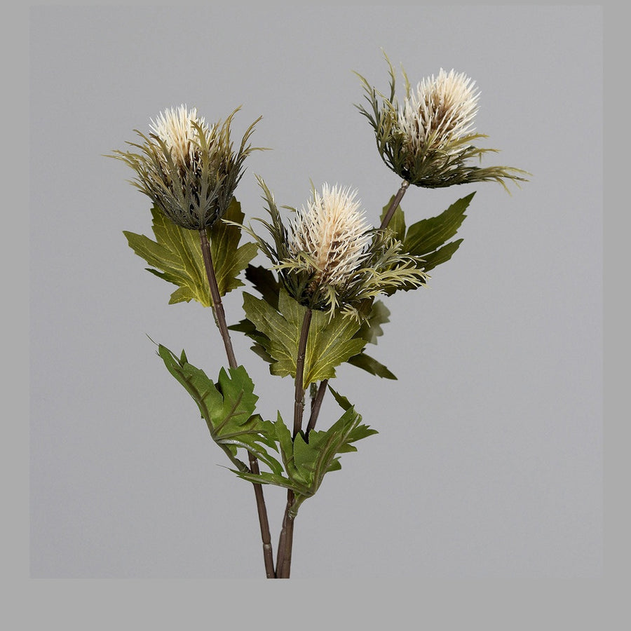 Krém színárnyalatú bogáncs művirág.