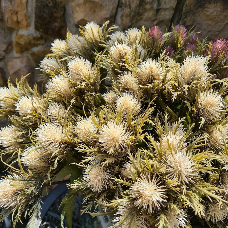 Krém színárnyalatú bogáncs művirág.