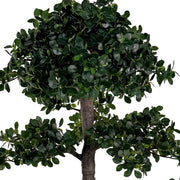 BONSAI FICUS mű fikusz bonsai fa sűrű zöld lombkoronájának részlete