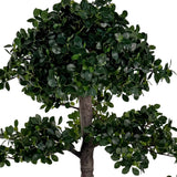 BONSAI FICUS mű fikusz bonsai fa sűrű zöld lombkoronájának részlete