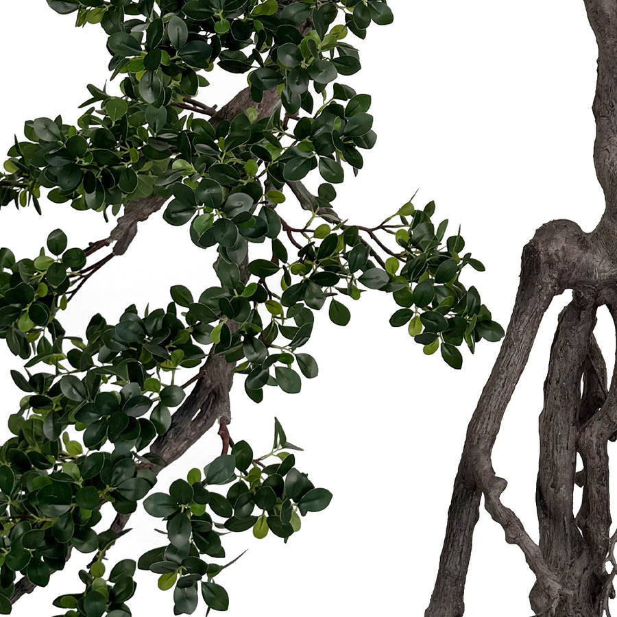 BONSAI FICUS mű fikusz bonsai fa részletgazdag lombja és dekoratív törzse