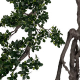BONSAI FICUS mű fikusz bonsai fa részletgazdag lombja és dekoratív törzse