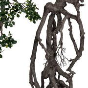 BONSAI FICUS mű bonsai fa látványos léggyökérzetének közeli felvétele