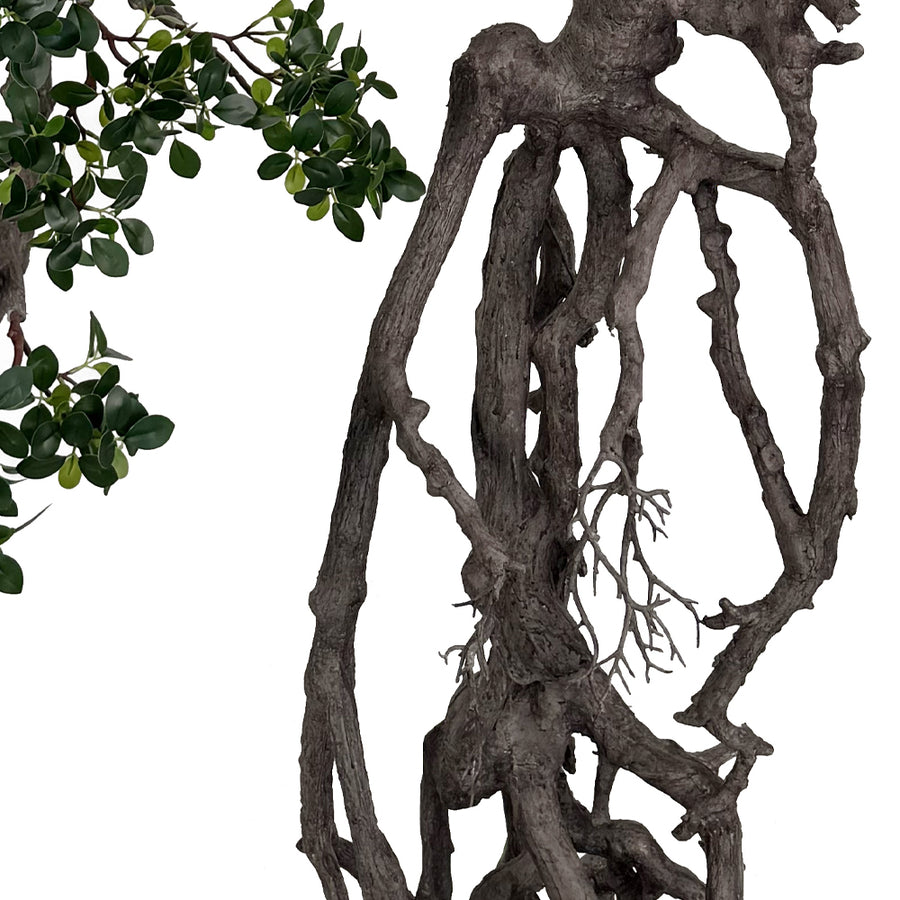 BONSAI FICUS mű bonsai fa látványos léggyökérzetének közeli felvétele