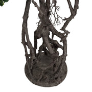 BONSAI FICUS mű fikusz bonsai fa különleges gyökérstruktúrája és talapzata