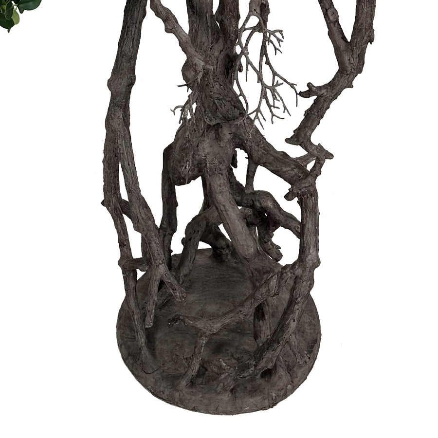 BONSAI FICUS mű fikusz bonsai fa különleges gyökérstruktúrája és talapzata