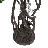 BONSAI FICUS mű fikusz bonsai fa különleges gyökérstruktúrája és talapzata
