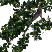 BONSAI FICUS mű fikusz bonsai fa fényes zöld leveleinek részlete