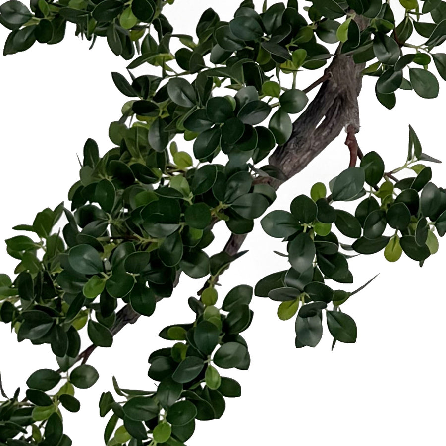 BONSAI FICUS mű fikusz bonsai fa fényes zöld leveleinek részlete