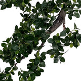 BONSAI FICUS mű fikusz bonsai fa fényes zöld leveleinek részlete