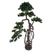 BONSAI FICUS óriási mű fikusz bonsai fa 200 cm különleges léggyökérzettel teljes nézetben