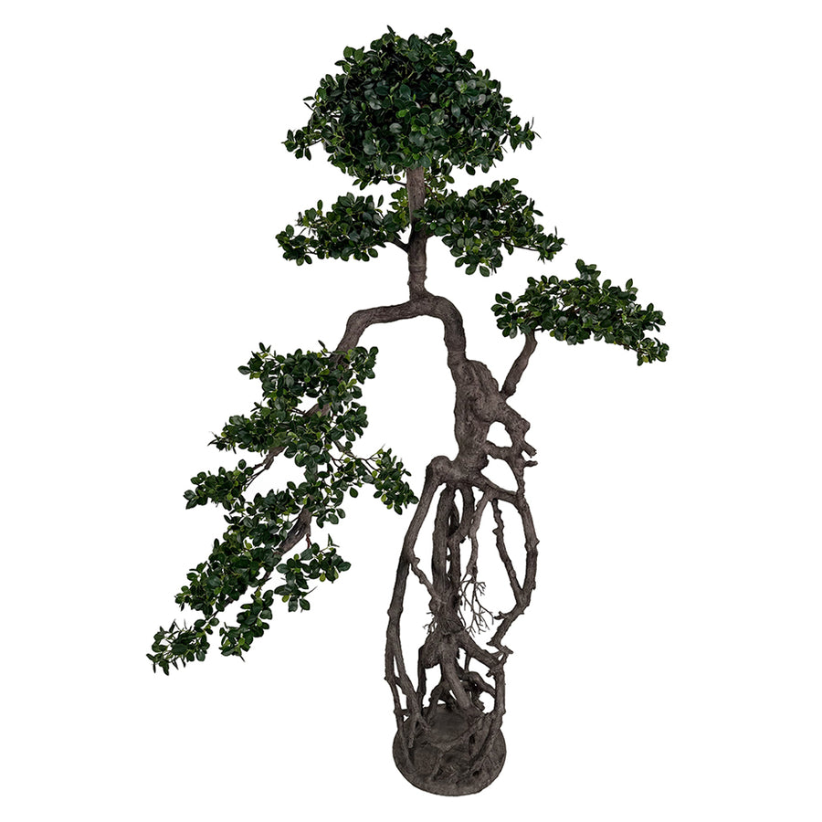 BONSAI FICUS óriási mű fikusz bonsai fa 200 cm különleges léggyökérzettel teljes nézetben