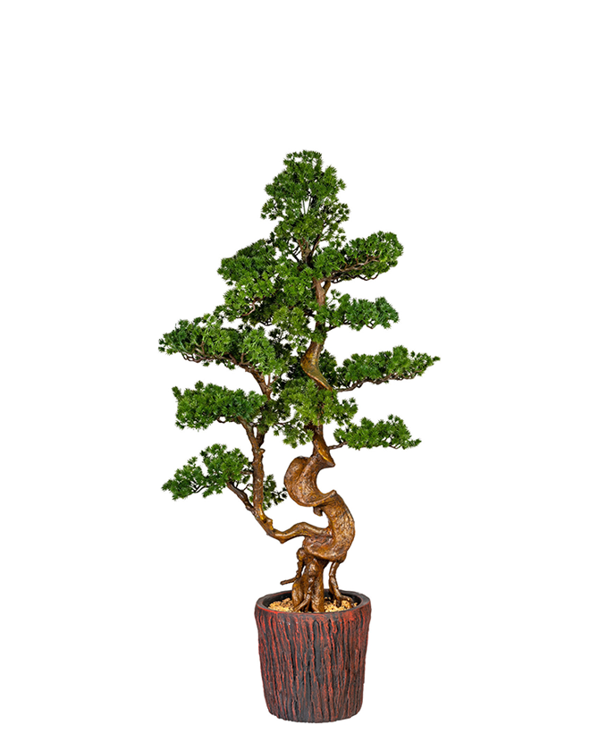 Mű vörösfenyő bonsai fa, farönk szerű kaspóban.