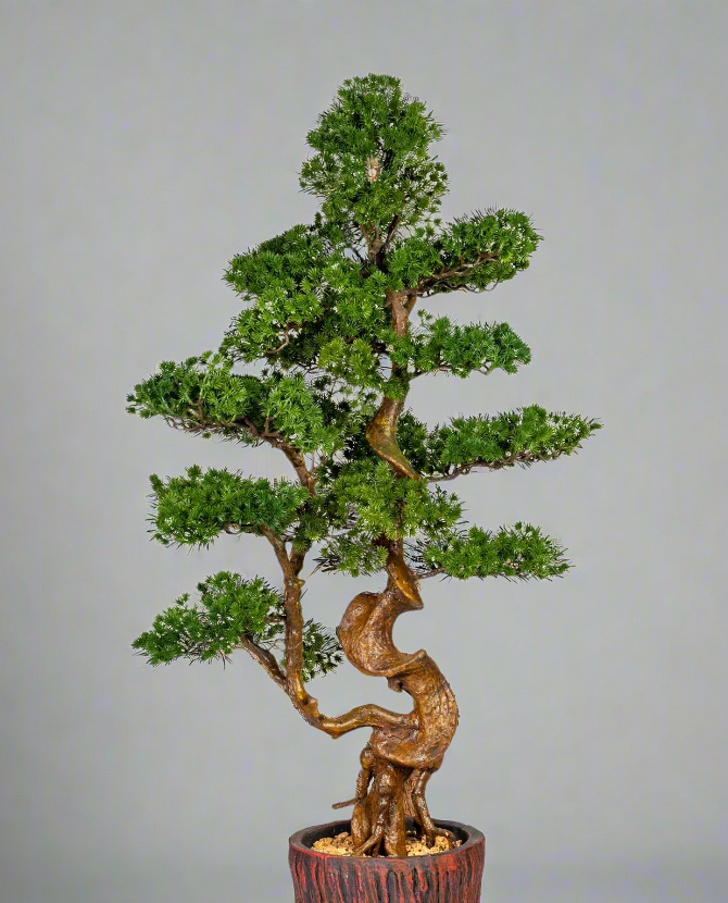 Mű vörösfenyő bonsai fa, farönk szerű kaspóban.