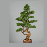 Mű vörösfenyő bonsai fa, farönk szerű kaspóban.