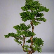 Mű vörösfenyő bonsai fa.