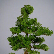 Mű vörösfenyő bonsai fa.