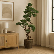 Mű vörösfenyő bonsai fa.