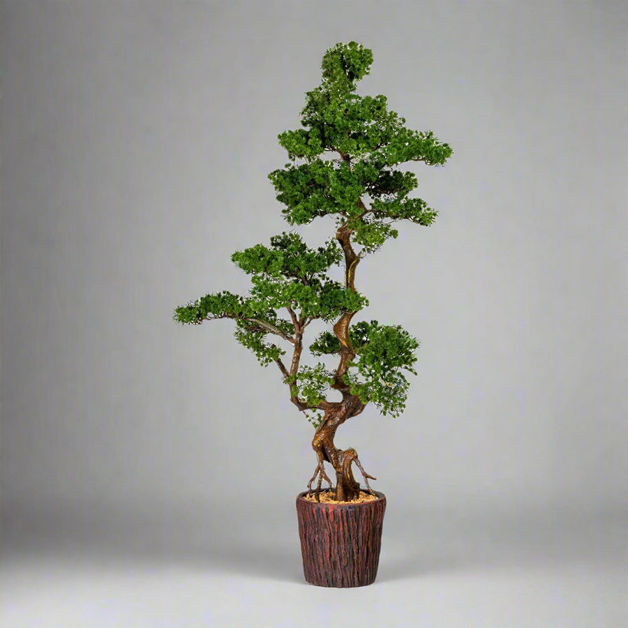 Mű vörösfenyő bonsai fa.