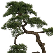 BONSAI mű fenyő bonsai fa részletgazdag lombkoronával és ívelt törzzsel