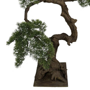 BONSAI mű fenyő bonsai fa különleges formájú törzzsel és dekoratív alsó ágakkal