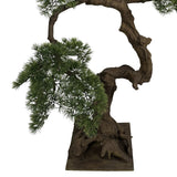 BONSAI mű fenyő bonsai fa különleges formájú törzzsel és dekoratív alsó ágakkal
