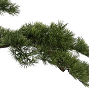 BONSAI mű fenyő bonsai fa sűrű zöld lombkoronájának közeli felvétele