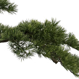 BONSAI mű fenyő bonsai fa sűrű zöld lombkoronájának közeli felvétele