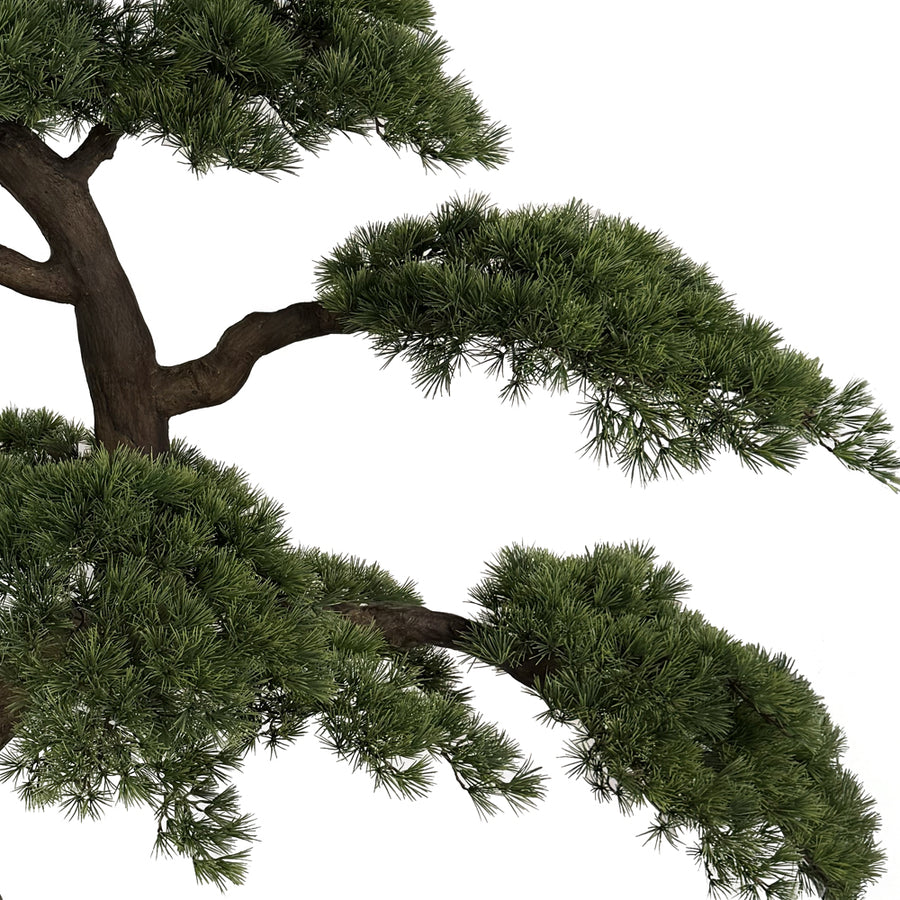 Mű fenyő bonsai fa hajlított ágának részlete sűrű fenyőtűkkel és japán stílusú formavilággal