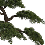 Mű fenyő bonsai fa hajlított ágának részlete sűrű fenyőtűkkel és japán stílusú formavilággal