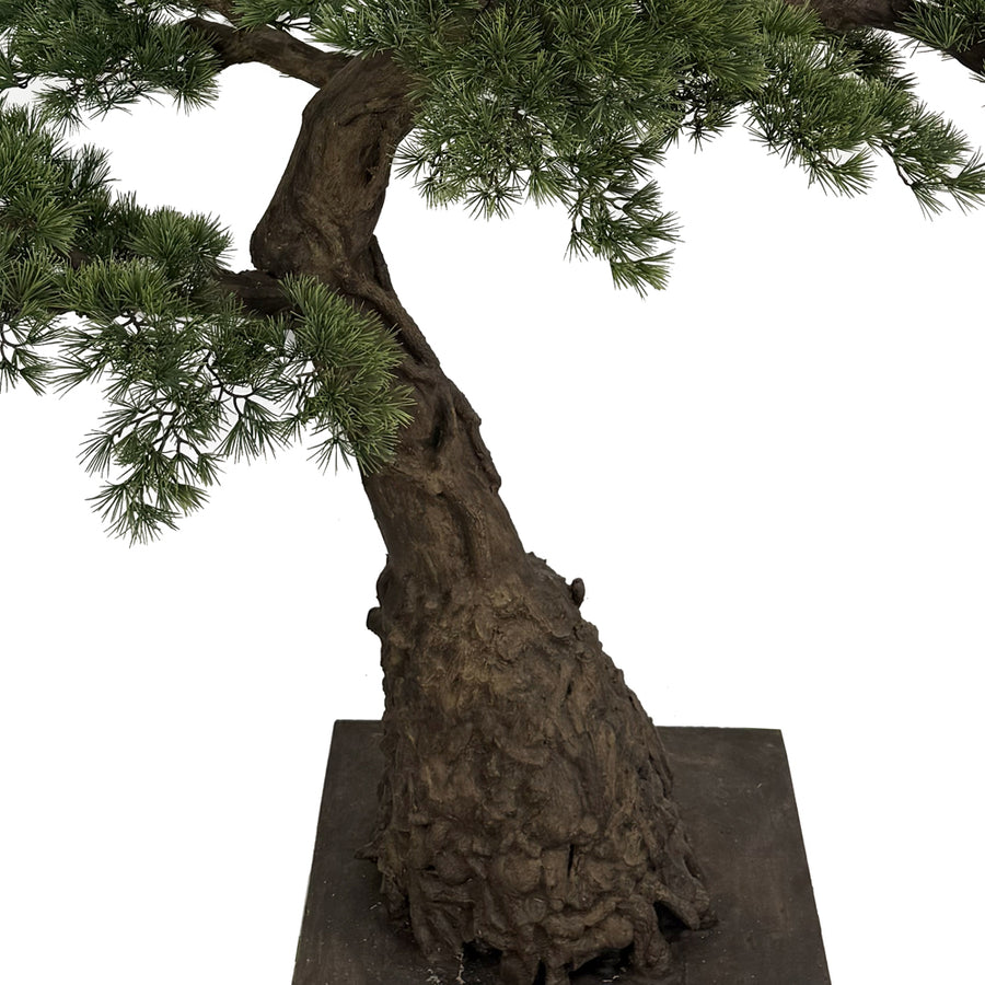 BONSAI mű fenyő bonsai fa törzsének és ágainak részletgazdag kidolgozása