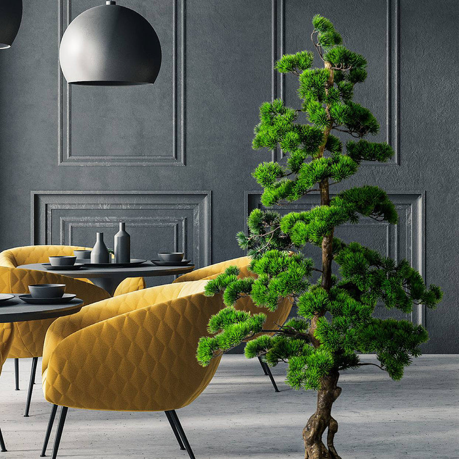 Zöld mű bonsai fenyő fekete kaspóban.