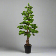 Zöld mű bonsai fenyő fekete kaspóban.