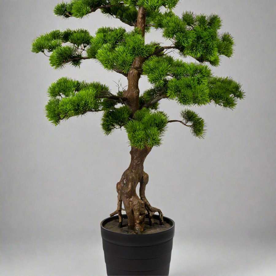 Zöld mű bonsai fenyő fekete kaspóban.