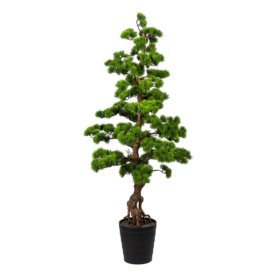 Zöld mű bonsai fenyő fekete kaspóban.