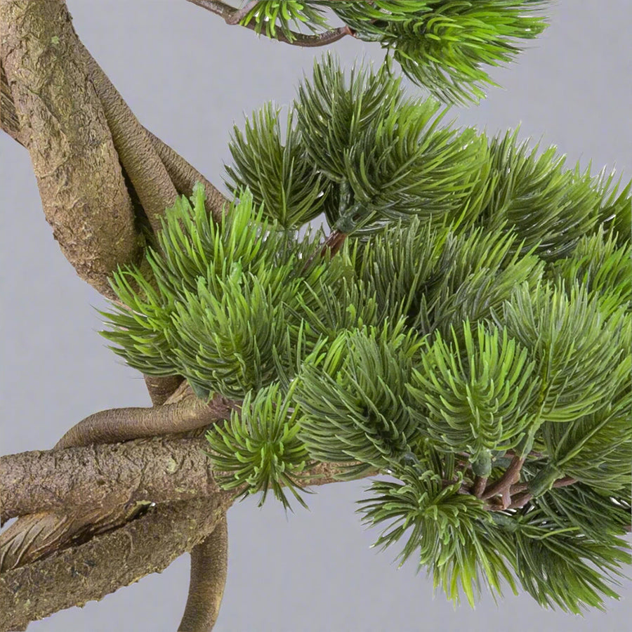 Mű fenyő bonsai fa, fekete színű műanyag cserépben.