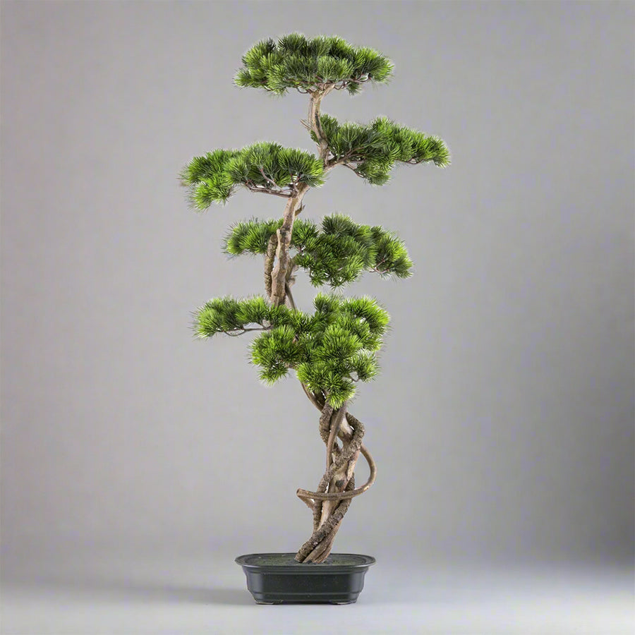 Mű fenyő bonsai fa, fekete színű műanyag cserépben.