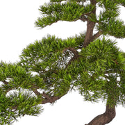 BONSAI PINUS mű feketefenyő bonsai fa részletgazdag ágakkal és sűrű zöld tűlevelekkel