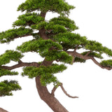 BONSAI PINUS 250 cm magas mű feketefenyő bonsai fa részletgazdag ág- és lombszerkezettel