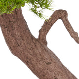 BONSAI PINUS mű feketefenyő bonsai fa természetes megjelenésű, hajlított törzsének részlete