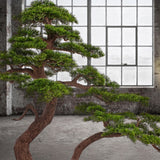 BONSAI PINUS 250 cm magas zöld mű bonsai fa loft stílusú enteriőrben elhelyezve
